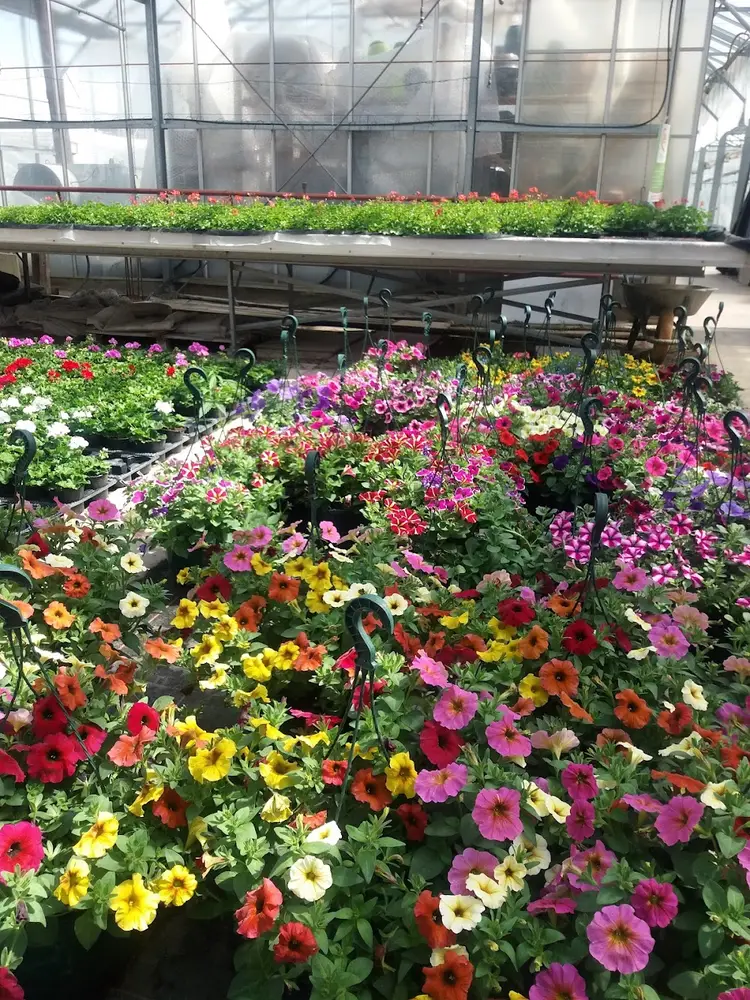 Horticulture Kaiffer, photo 5
