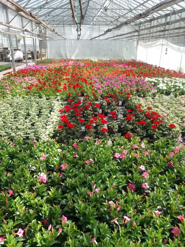 Horticulture Kaiffer, photo 6
