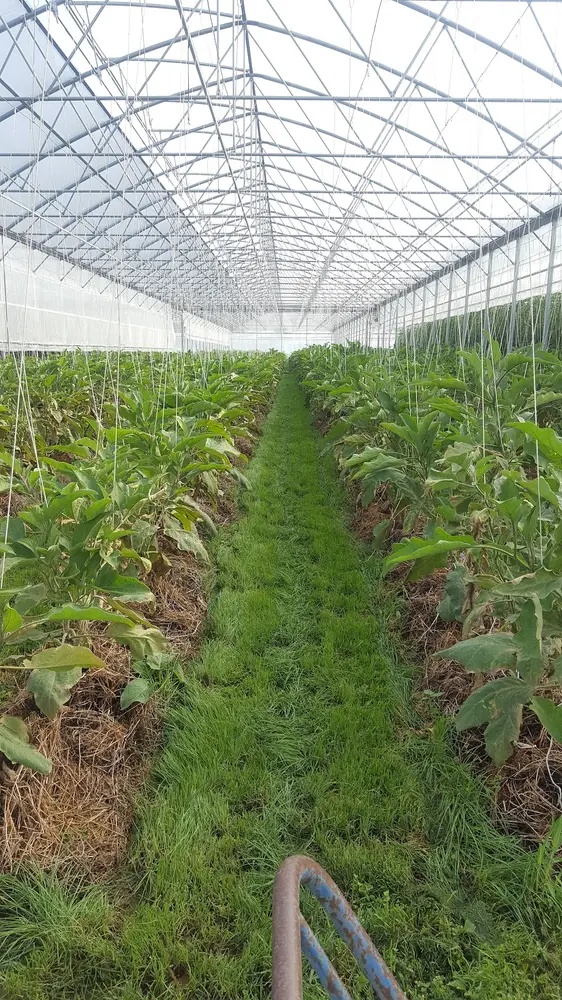 Pulvermuhle Earl Agriculture, photo 5